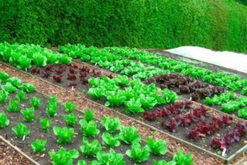 Тенистые сады. Теневыносливые овощи, подходящие для домашних огородов.