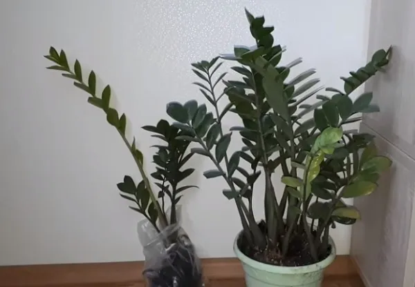 Зрелые растения
