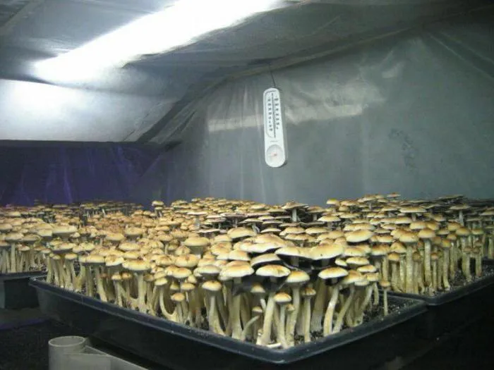 Выращивание грибов в помещении