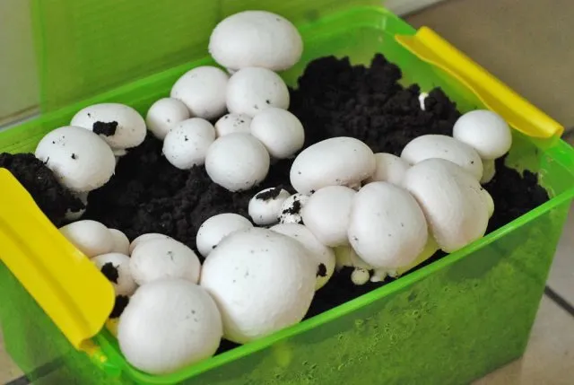 Как вырастить грибы в квартире, в кладовке на окне