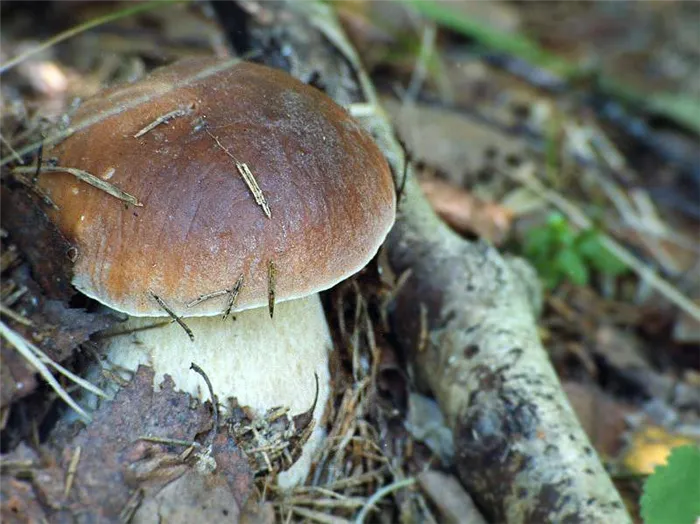Культивируемые грибы хиратаке