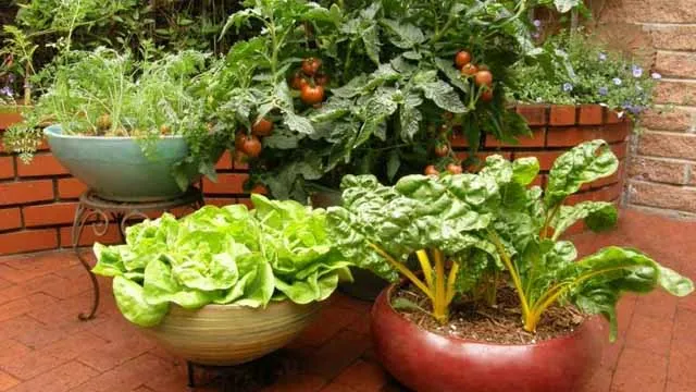 Овощной сад