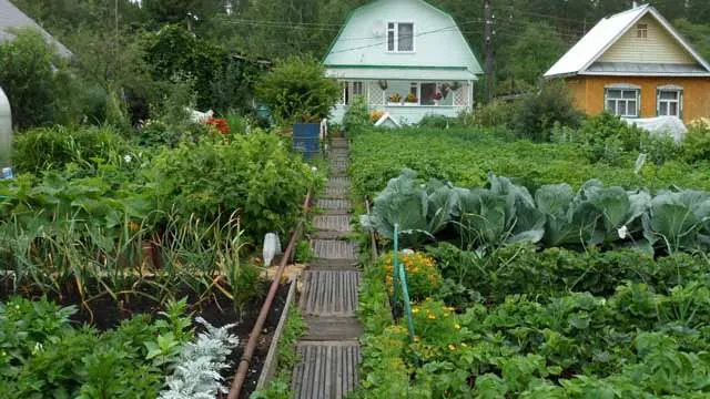 Овощной сад фото