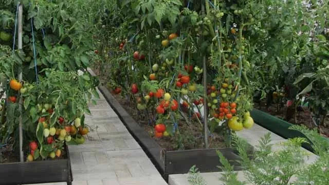 Овощной сад фото