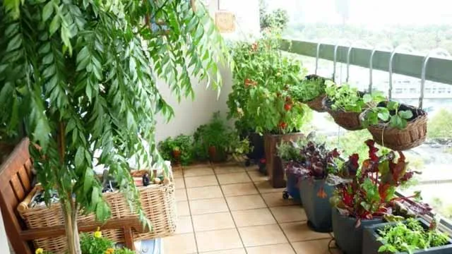 Овощной сад