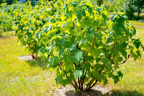 Для черной смородины требуется до 10 ветвей разного возраста