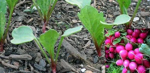 Редис является одним из самых морозоустойчивых овощей