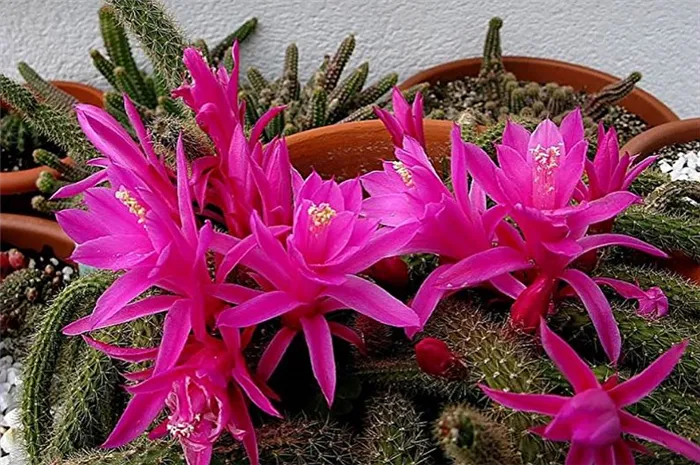 Домашний кактус - Aporocactus