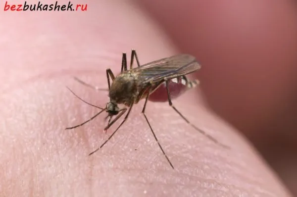 Комары в доме: чего боятся комары и как спастись народными средствами
