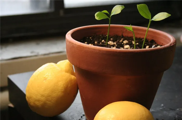 Подходящие периоды для пересадки лимона