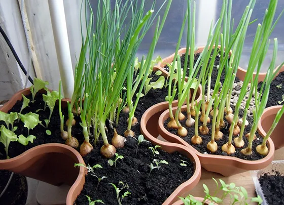 Секреты выращивания лука-порея - как вырастить здоровый на грядках и подоконниках
