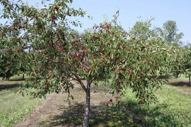 Плодоносящая вишня