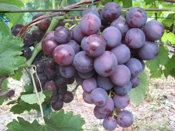Южные сорта винограда