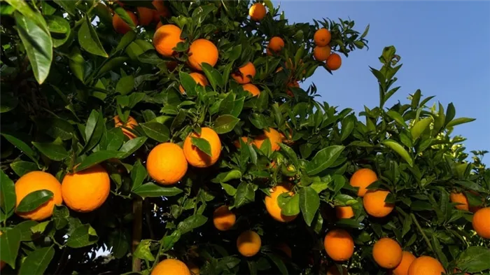 Урожай цитрусовых: когда созревают апельсины во всем мире?