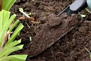 Подготовка почвы для выращивания тюльпанов