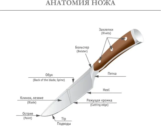 Анатомия ножа