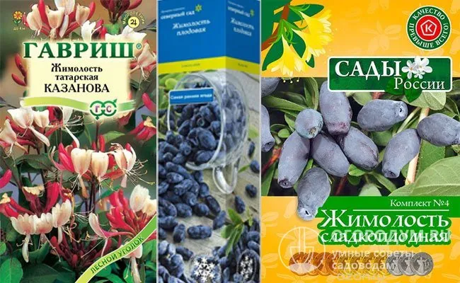 Посадочный материал (семена, саженцы) ягодных и декоративных сортов предлагают различные отечественные производители - питомники и агрофирмы