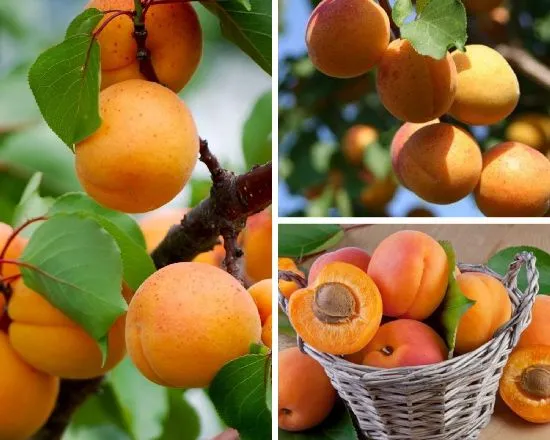 Крупные абрикосы 