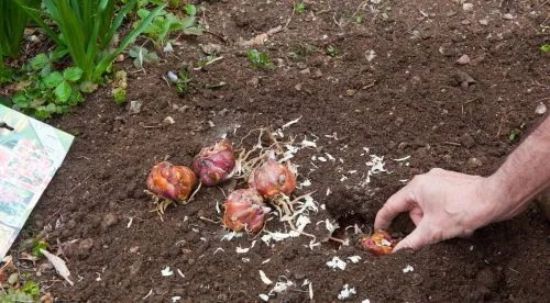 Посадка луковиц лилий в открытый грунт