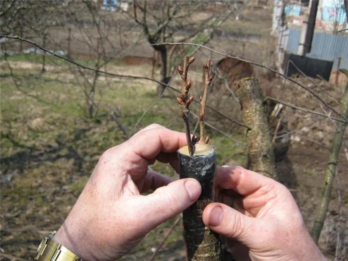 Прививка вишневых деревьев методом расщепленной прививки древесины