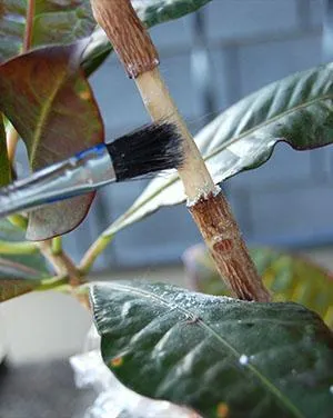 Подготовка растений к размножению воздушными черенками