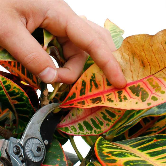 Кротон: размножение листьями, черенками, ножницами и семенами