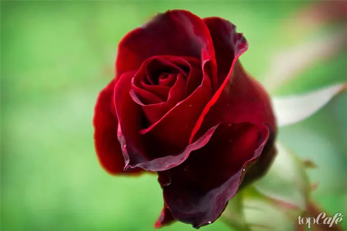Роза - один из самых красивых цветов в мире