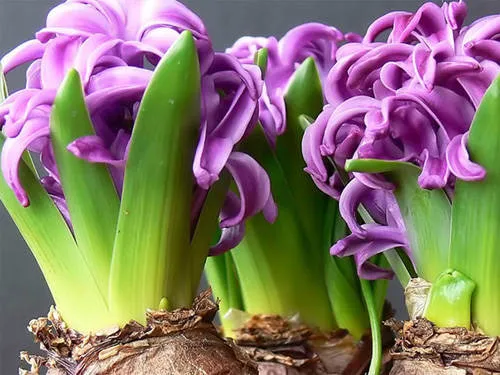 Цветы фиолетового гиацинта