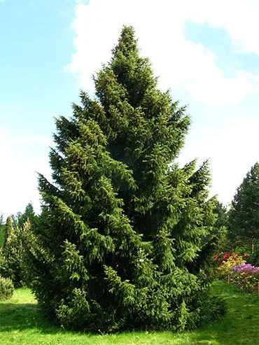 Ель сибирская (Picea jezoensis)