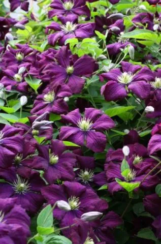 Многолетние цветы с сиреневыми и фиолетовыми цветками