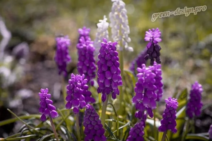 Пурпурные садовые многолетники: Мускари
