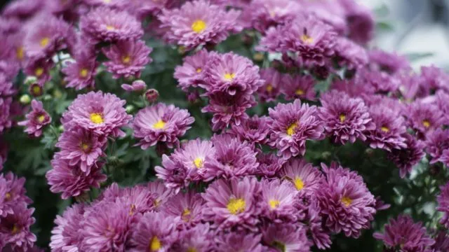 Многолетние цветы с сиреневыми и фиолетовыми цветками
