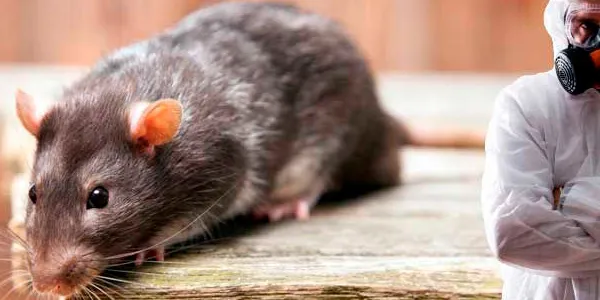 Борьба с крысами в помещениях