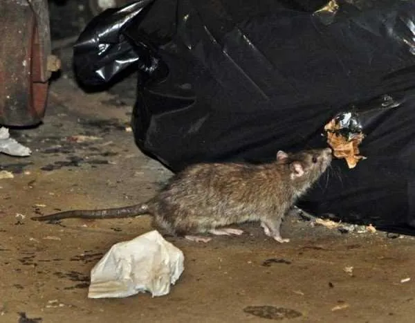 Линька крыс Эффективные методы борьбы с крысами