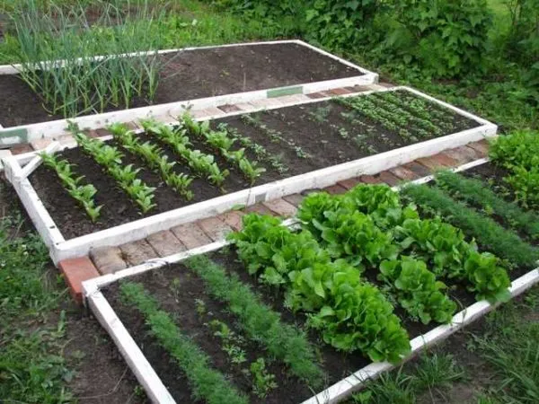 Умный огород - это сформированная, часто приподнятая или возвышенная грядка, которая обеспечивает подходящие условия для роста растений