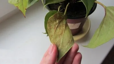 Ржавчина на листьях антуриума