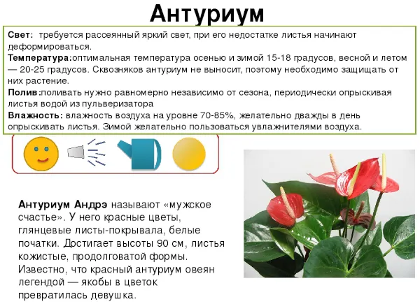 Болезни антуриума Фотографии и описание, лечение листьев и цветов