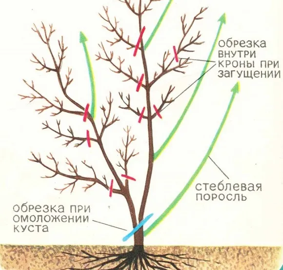 Схема обрезки ветвей жимолости
