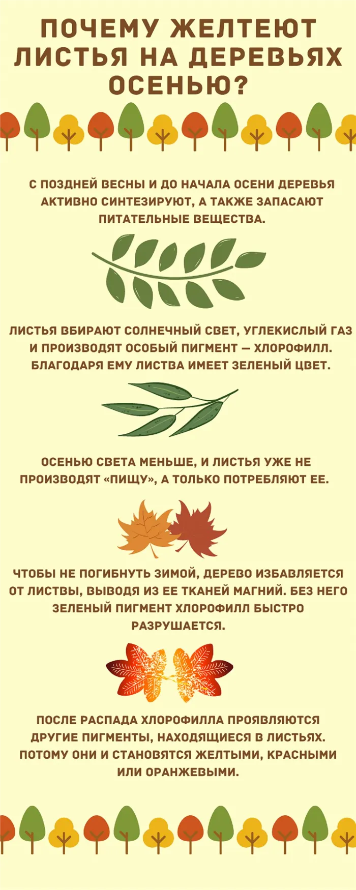 Инфографика, объясняющая, почему желтеют листья.