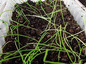 Выращивание рассады лука