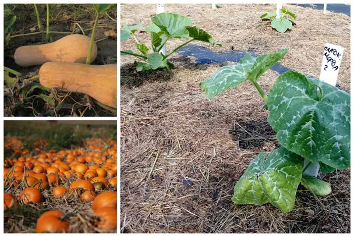 Как выращивать тыквы