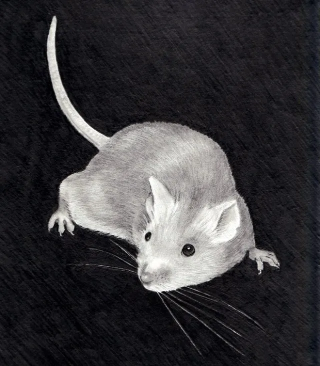 Как избавиться от крыс в коттеджах