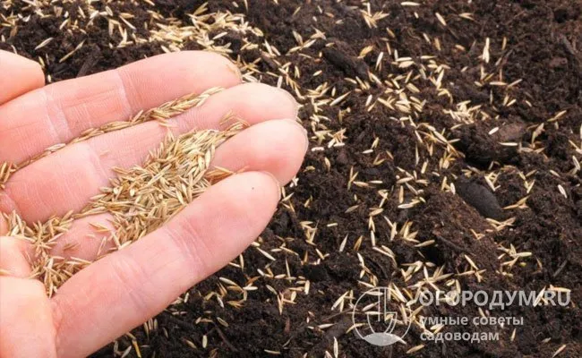 Улучшение состояния почвы позволяет высевать мелкие семена в борозды на примерно одинаковую глубину.