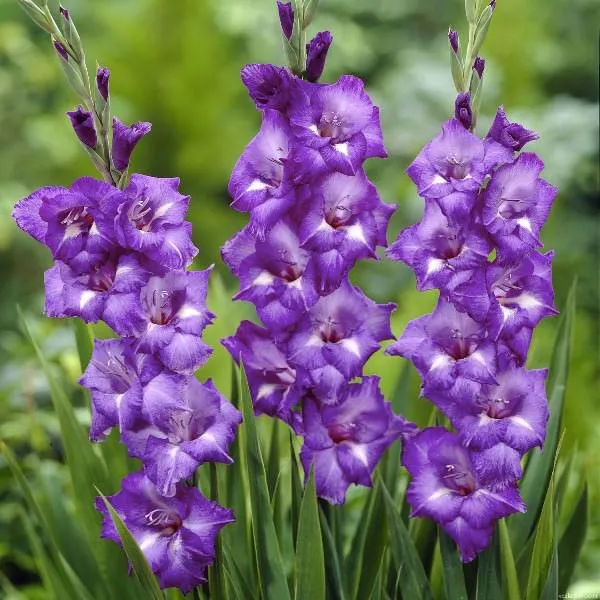 Гладиолусы - необычные растения, которые выглядят красиво независимо от размера бутона или количества цветков.