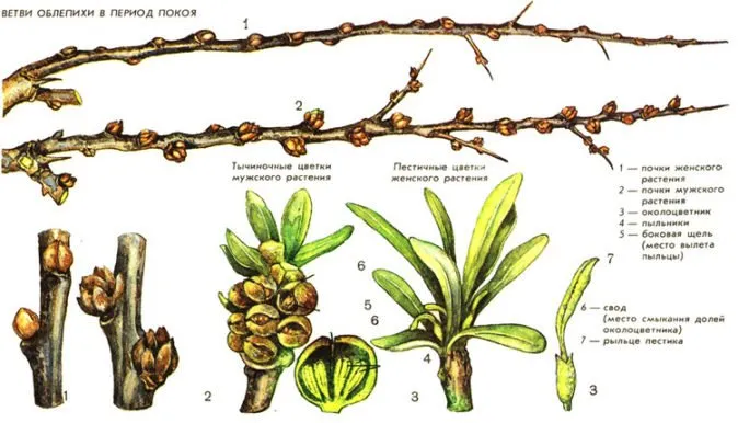 Признаки мужских и женских растений бегемота