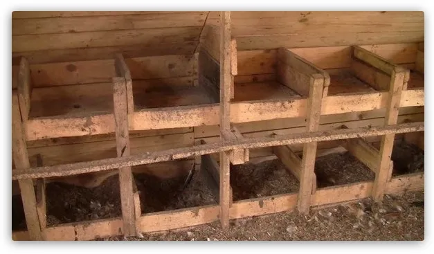 Строительство гнезда в курятнике