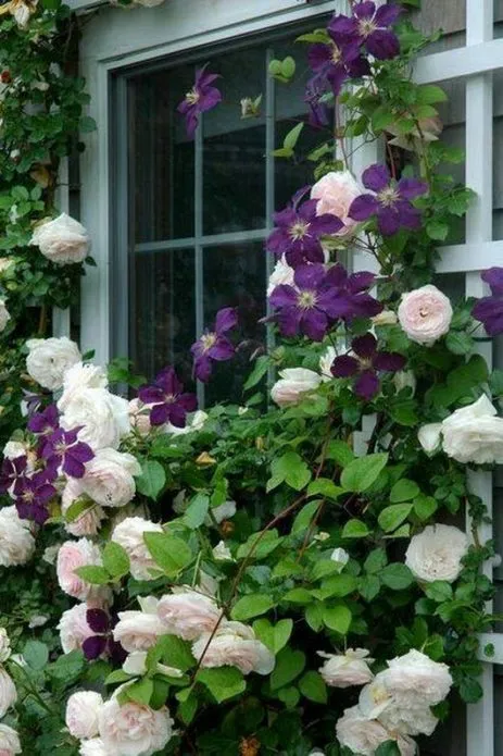 Бледно-розовые розы и виноградник