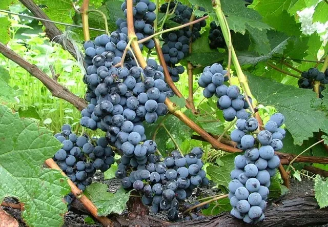 Фотография винограда сорта Альфа.