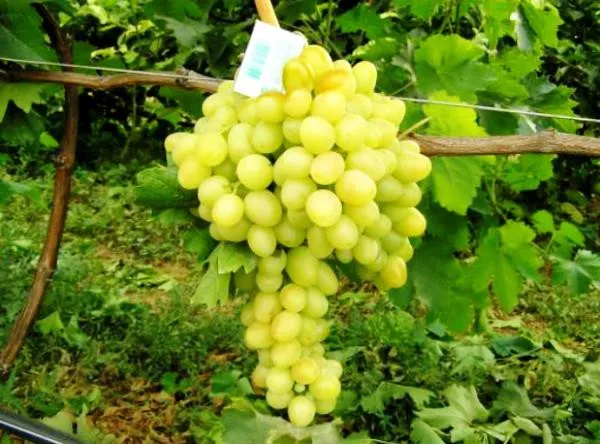 Изображение винограда Мускат Катунский.