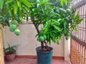 Как выглядит манговое дерево?